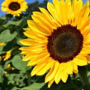 Meet your Posher, Claire